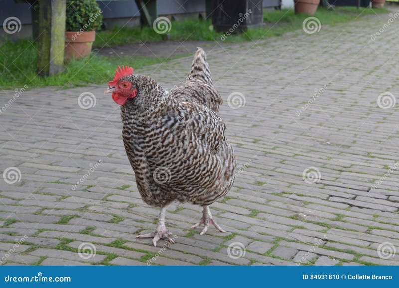 Een Duik in de Wereld van Chicken Road in Nederland, chicken road casino